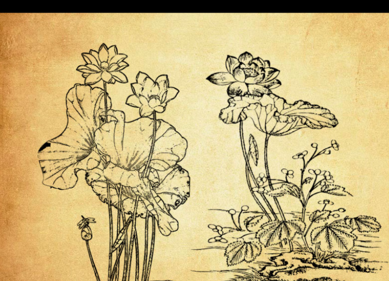 中国传统荷花和荷叶PS笔刷