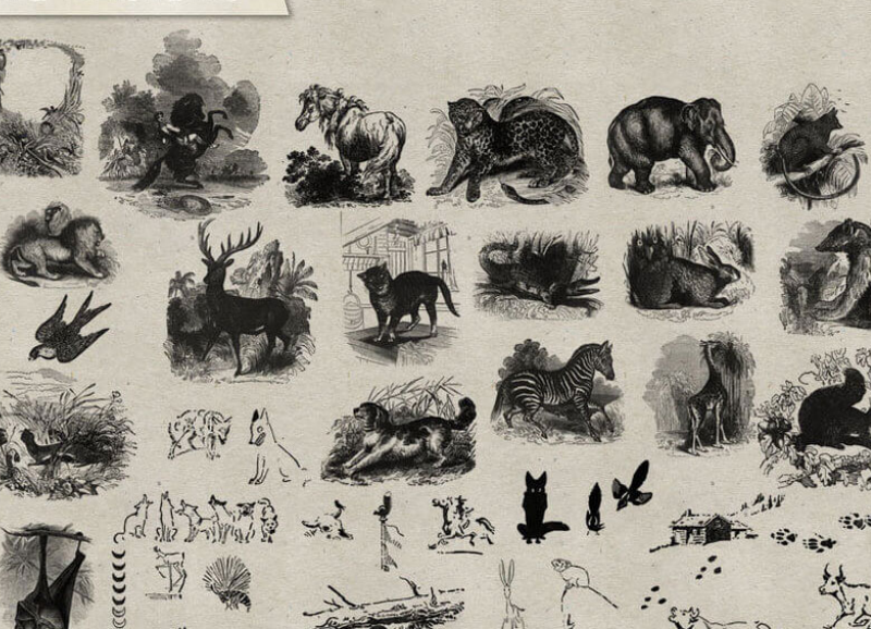 各种手绘动物插画图案PS笔刷