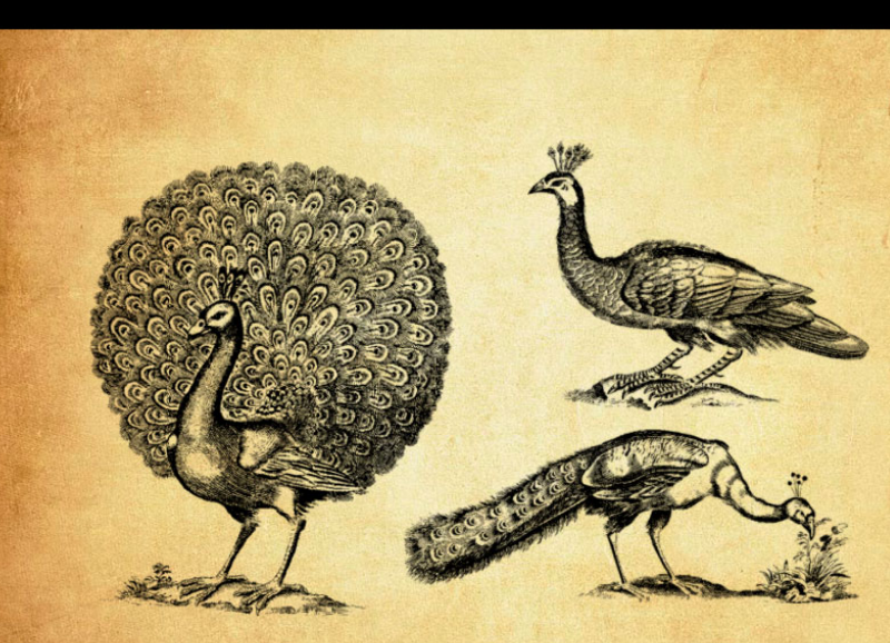 手绘孔雀PS笔刷