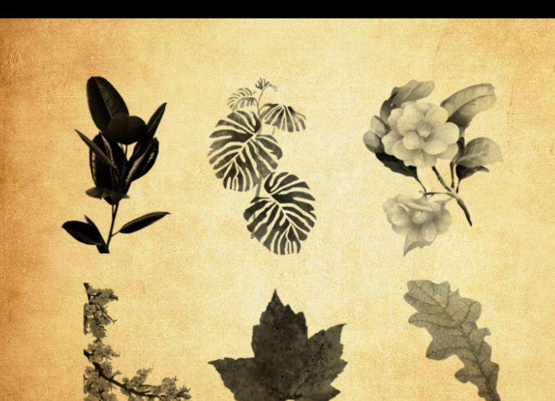 手绘植物叶子装饰PS笔刷