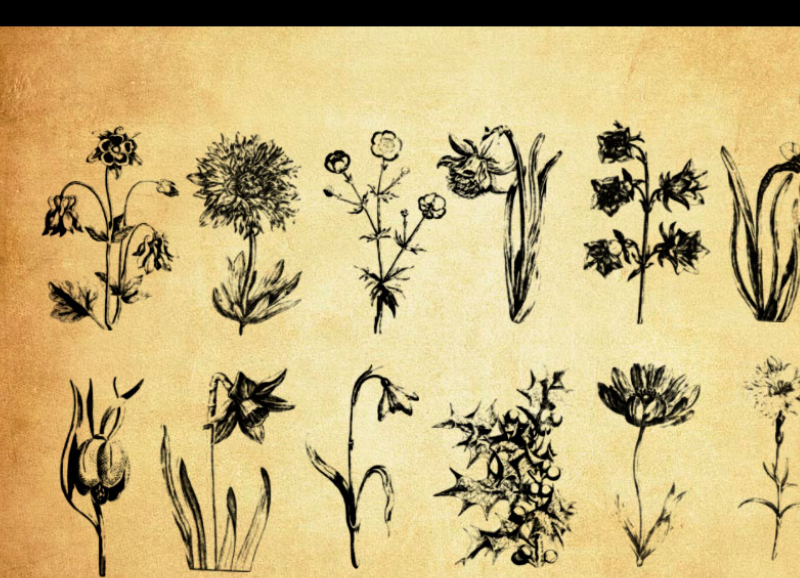 手绘素描花朵和花枝PS笔刷