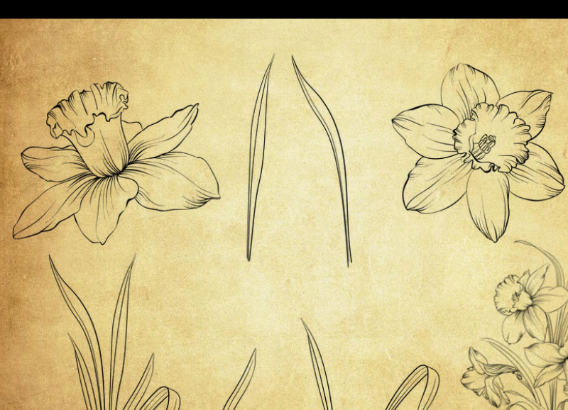 手绘线描叶子和花朵PS笔刷