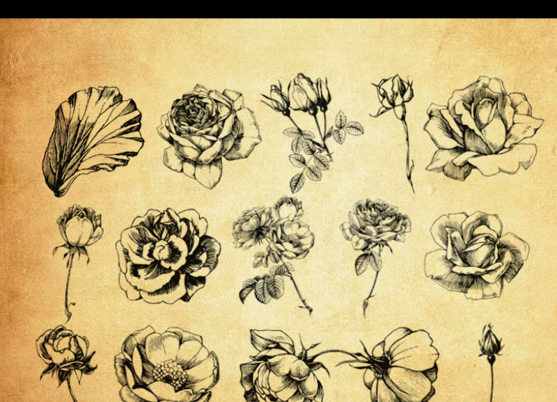 手绘线描花朵PS笔刷