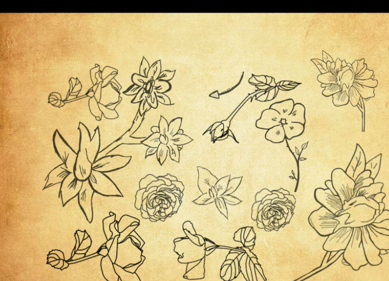 手绘线描花朵和花枝PS笔刷