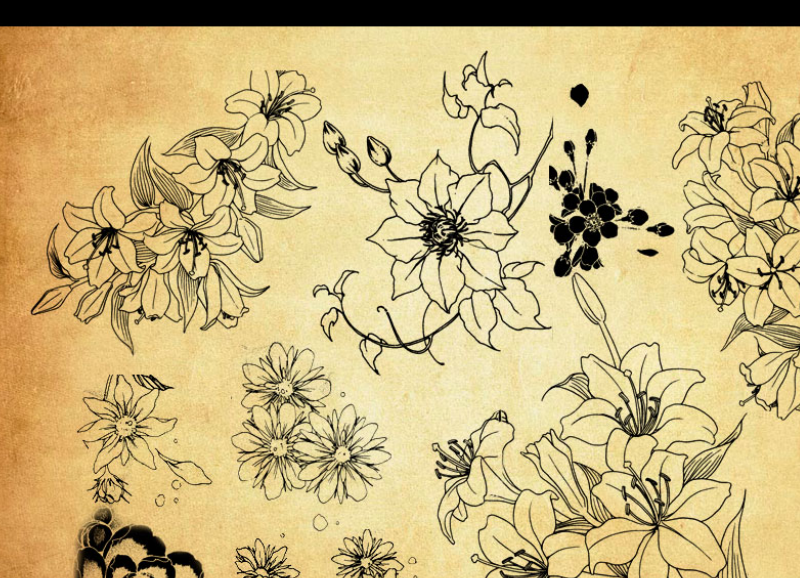 手绘线描鲜花和花朵PS笔刷