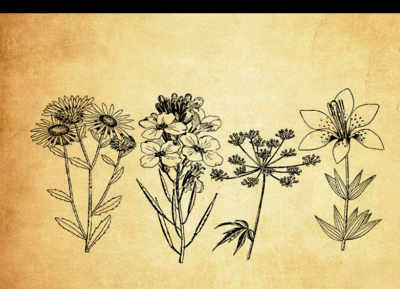 手绘花朵和花枝植物PS笔刷
