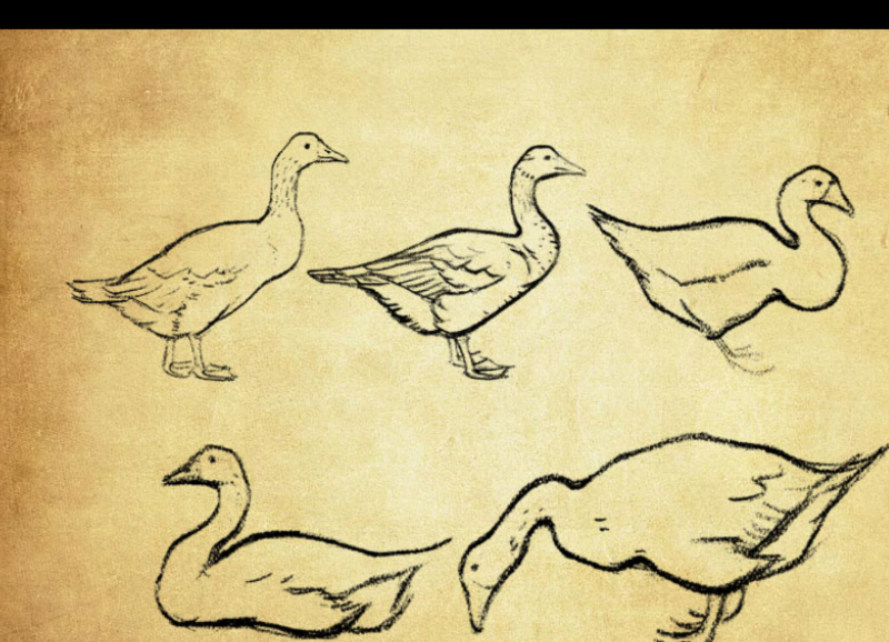 手绘鸭子PS笔刷