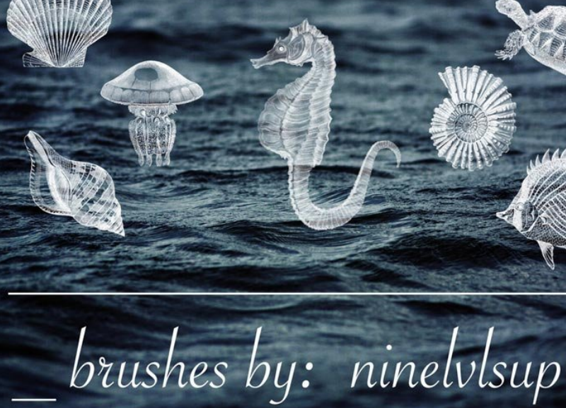 海洋生物和贝壳PS笔刷