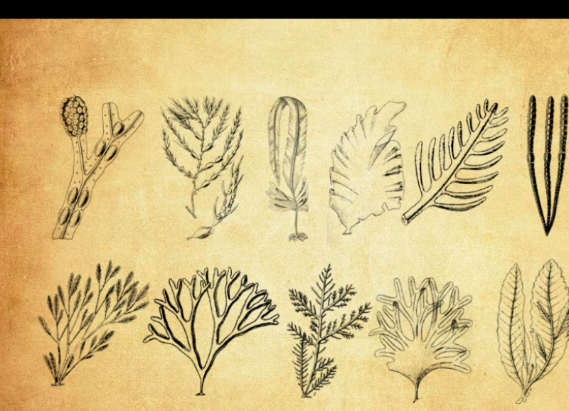 海藻和藻类植物PS笔刷