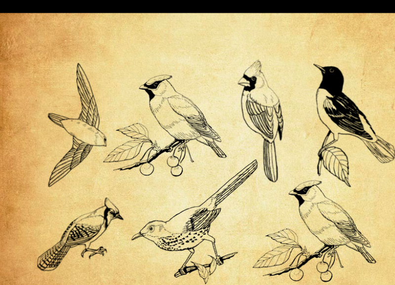 线描主题鸟群PS笔刷