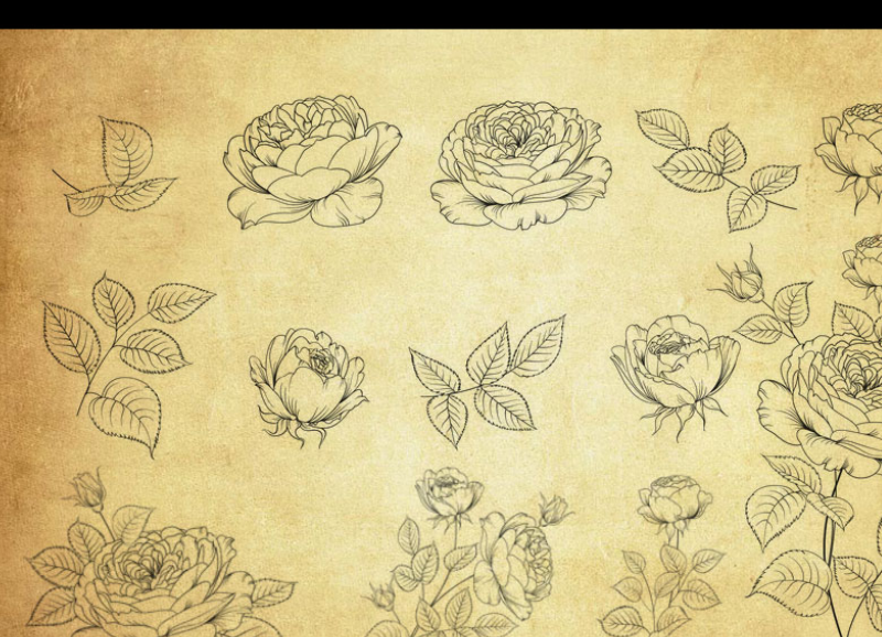 线描花朵和叶子PS笔刷