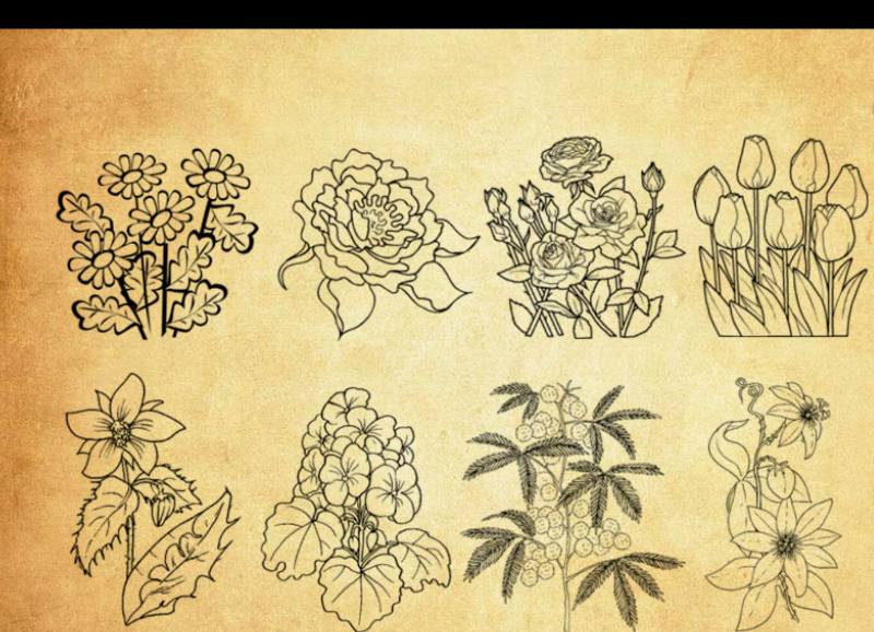 线描风格的花朵和花枝PS笔刷