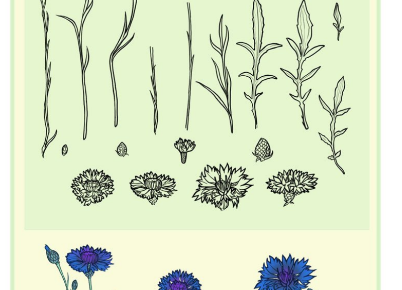 线描风格的花枝花朵PS笔刷