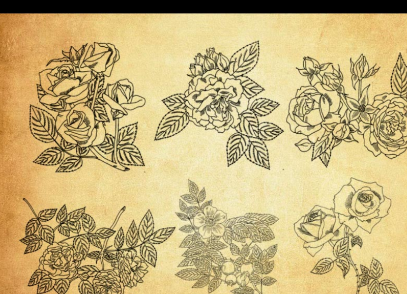 线条花朵和花枝装饰PS笔刷