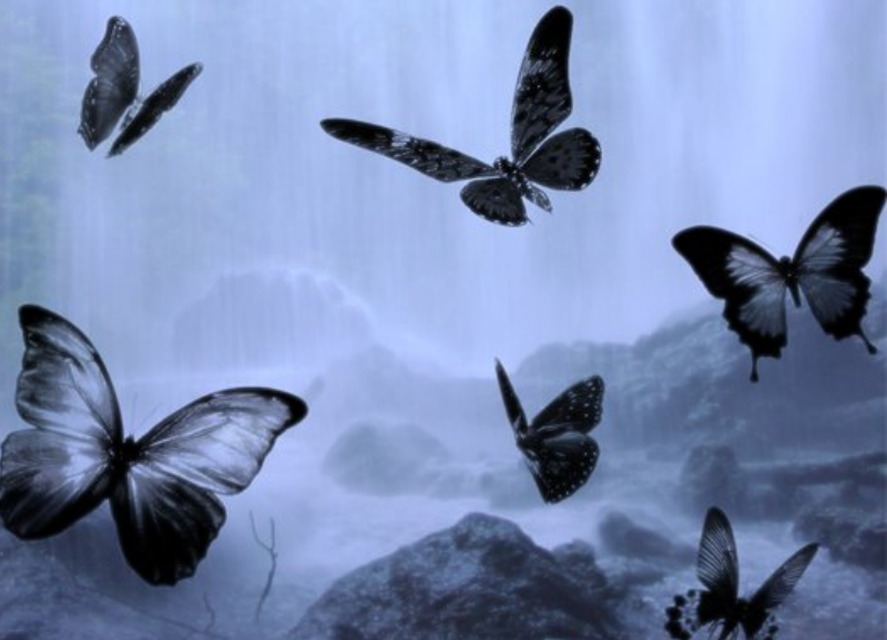 翩翩飞舞的蝴蝶昆虫笔刷