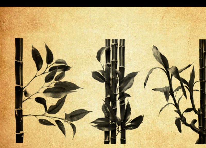 高清晰竹子和竹节PS笔刷