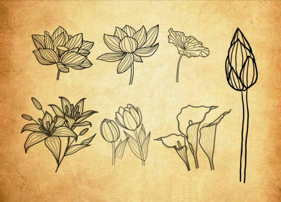 精选16种唯美的荷花荷叶PS笔刷 – 高品质16种唯美的荷花荷叶资源，提升设计专业度-25虚拟网