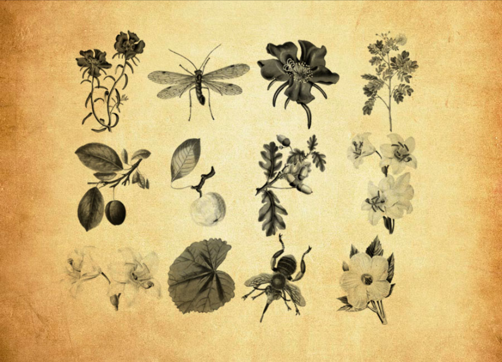 11款欧式花纹装饰PS笔刷下载 - 高品质11款欧式花纹装饰装饰素材，打造精致设计效果-25虚拟网