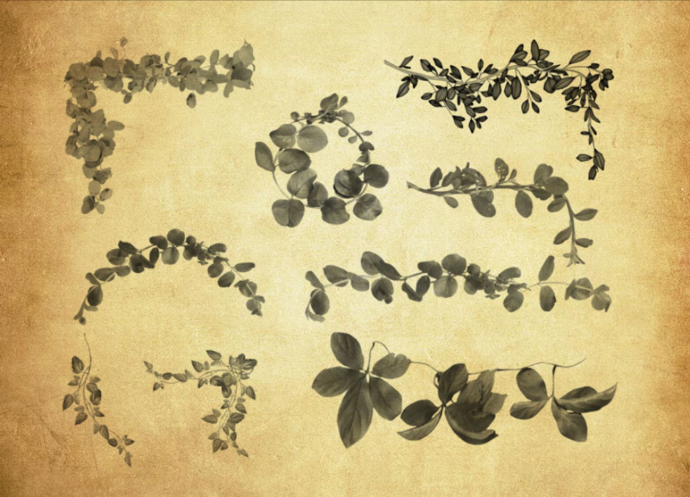 20款植物藤蔓和藤条PS笔刷资源 - 精选20款植物藤蔓和藤条元素，适用于植物花卉类设计-25虚拟网