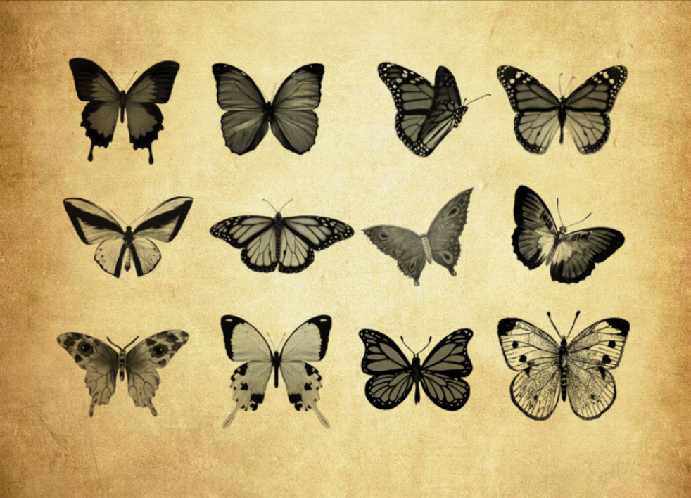 20款高清晰蝴蝶PS笔刷 - 专业20款高清晰蝴蝶设计素材，适合Photoshop各类创作场景-25虚拟网