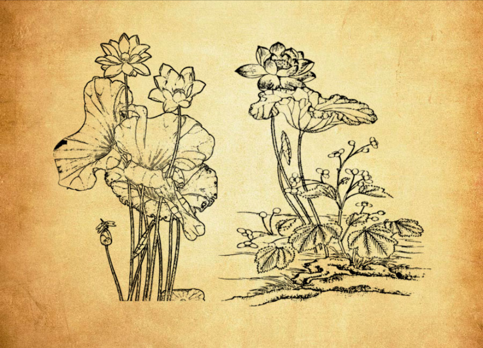 中国传统荷花和荷叶PS笔刷 - 多功能中国传统荷花和荷叶素材,适用于各类设计项目-25虚拟网