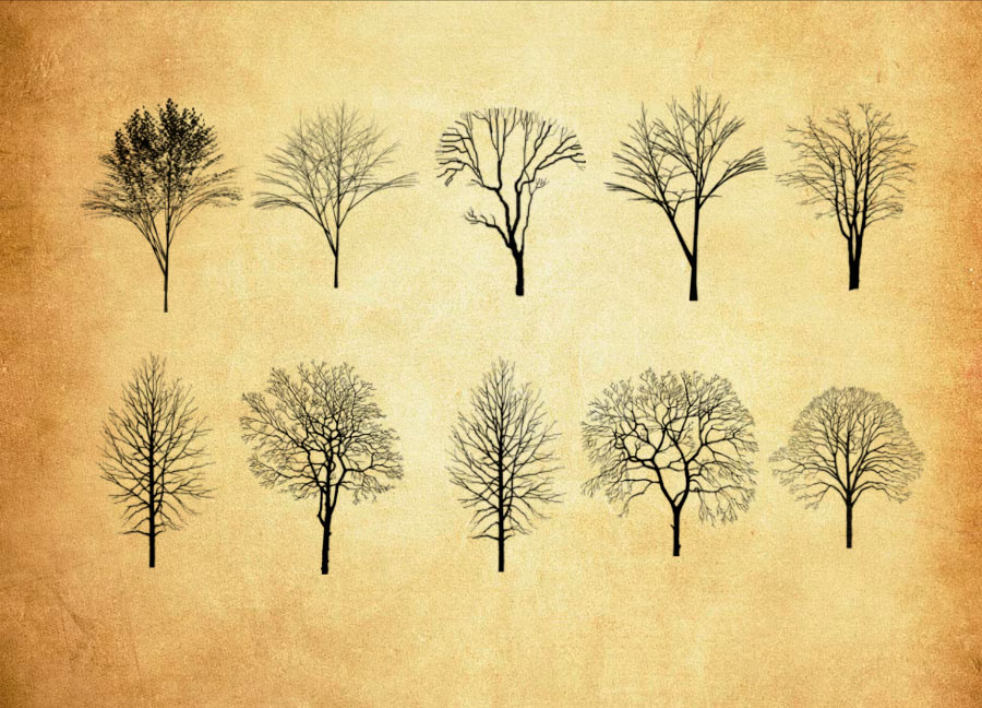 精选冬季枯树和树木PS笔刷 - 高品质冬季枯树和树木资源，提升设计专业度-25虚拟网