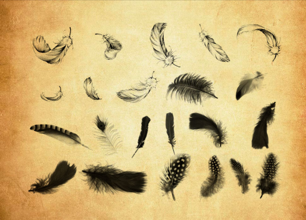 动物和鸟类羽毛装饰PS笔刷 - 高效动物和鸟类羽毛装饰设计工具，节省80%手动绘制时间-25虚拟网