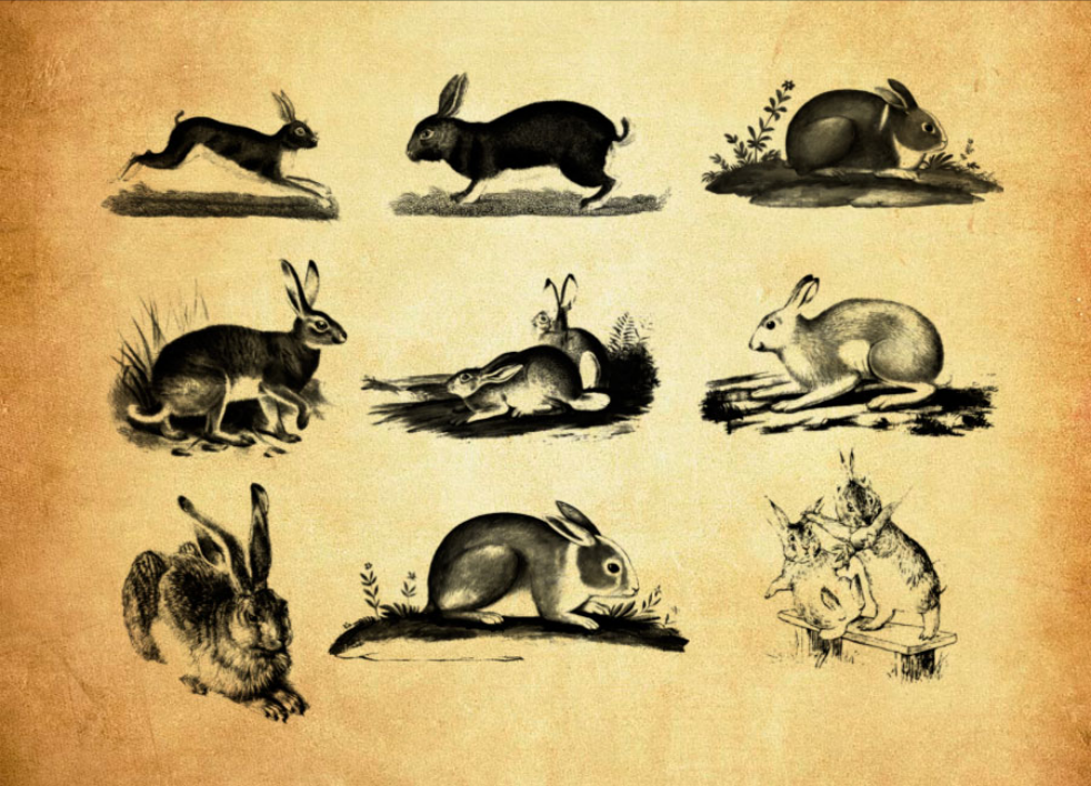 可爱的兔子图像PS笔刷资源 - 精选可爱的兔子图像元素,适用于动物类设计-25虚拟网