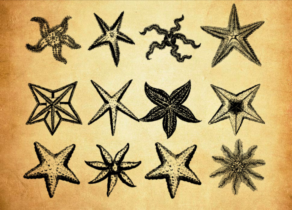 各种逼真的海星图案PS笔刷 - 专业各种逼真的海星图案设计素材，适配Photoshop各类创作场景-25虚拟网