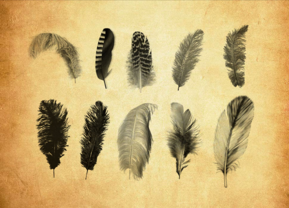 各种鸟毛和羽毛PS笔刷 - 生动各种鸟毛和羽毛元素，还原自然质感，提升设计真实感-25虚拟网