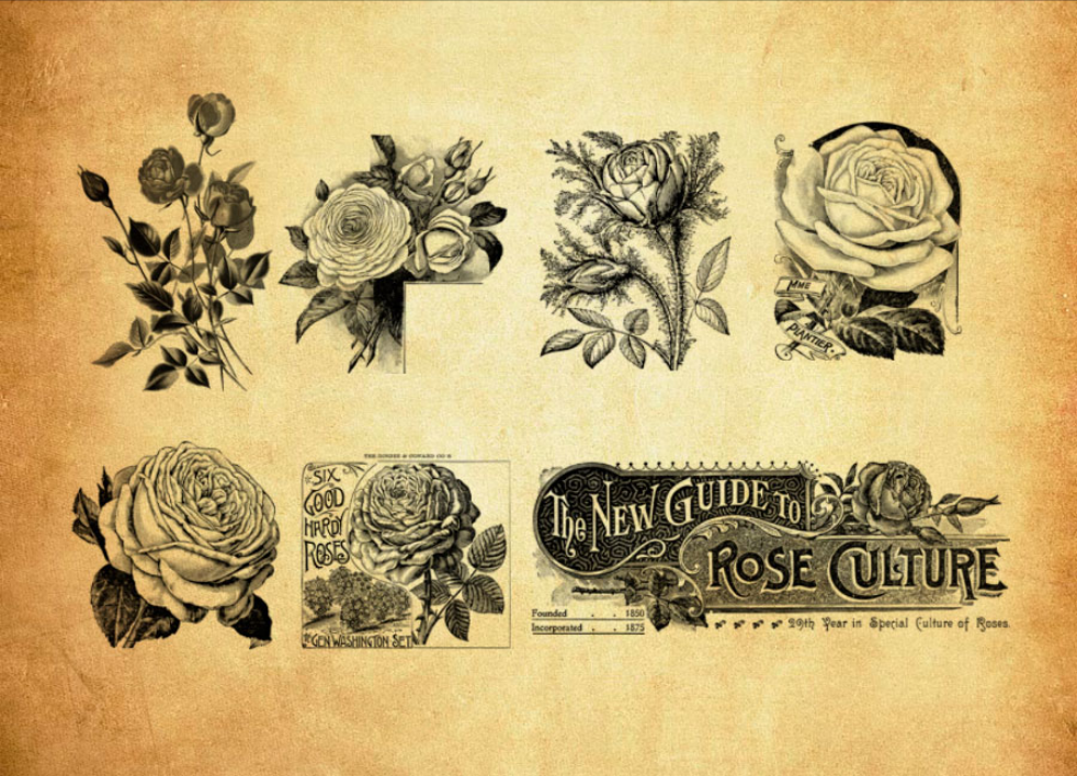 复古玫瑰花和花枝PS笔刷 - 高效复古玫瑰花和花枝设计工具，节省80%手动绘制时间-25虚拟网