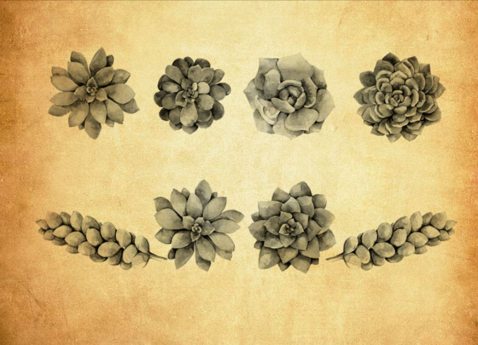 精选多肉植物PS笔刷 - 高品质多肉植物资源,提升设计专业度-25虚拟网