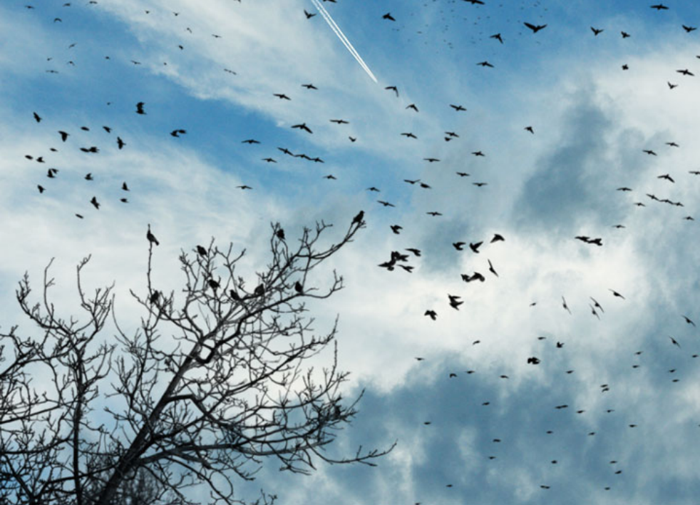 手绘花朵装饰PS笔刷资源 - 精选手绘花朵装饰元素，适用于装饰类设计-25虚拟网