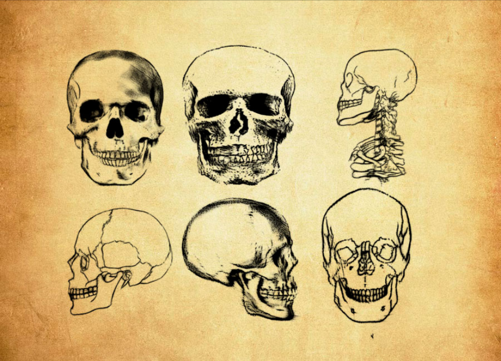 精选恐怖的骷髅头PS笔刷 - 高品质恐怖的骷髅头资源，提升设计专业度-25虚拟网