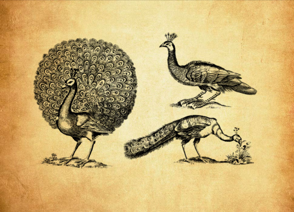 精选手绘孔雀PS笔刷 - 高品质手绘孔雀资源，提升设计专业度-25虚拟网