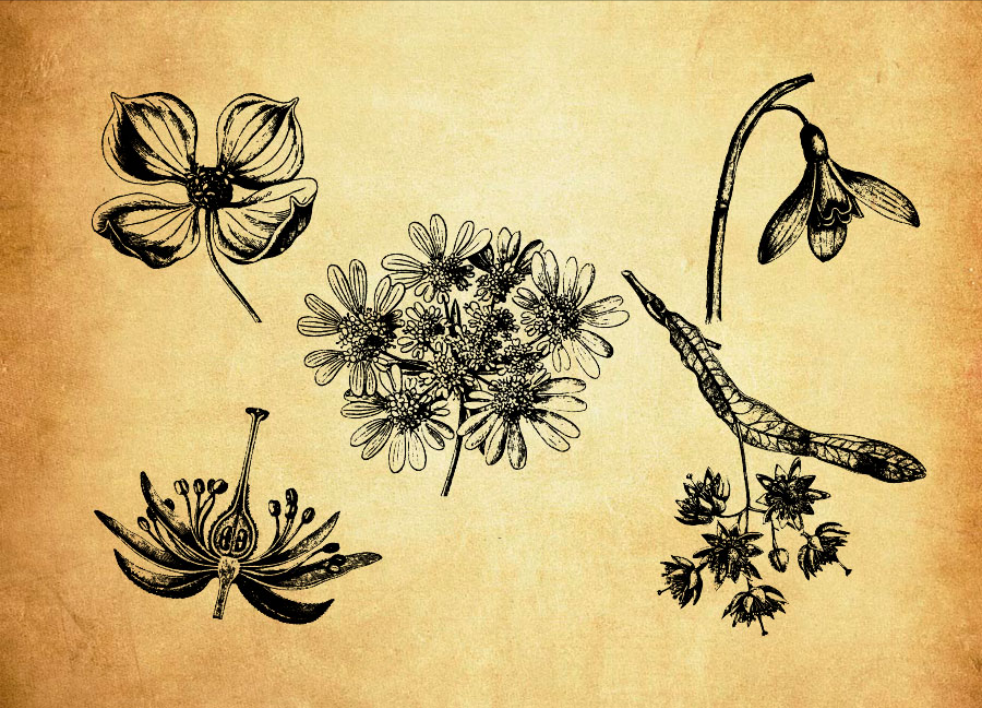 手绘彼岸花等花朵PS笔刷 - 多功能手绘彼岸花等花朵素材，适用于各类设计项目-25虚拟网