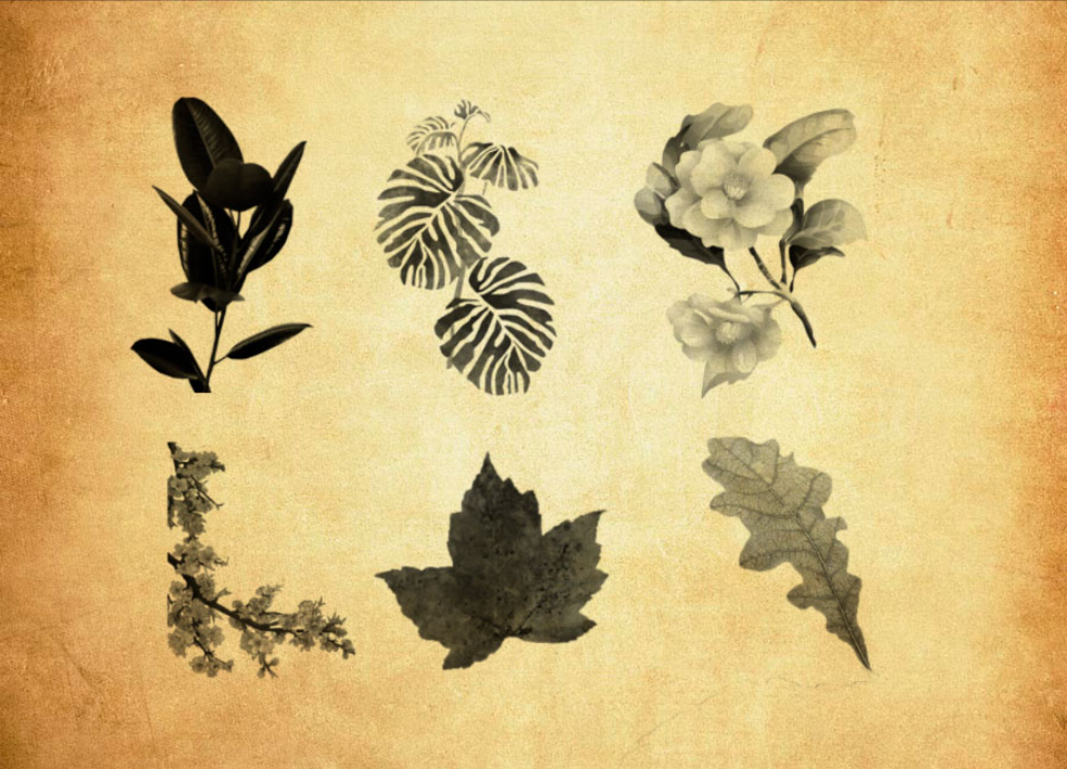 手绘植物叶子装饰PS笔刷 - 高效手绘植物叶子装饰设计工具，节省80%手动绘制时间-25虚拟网