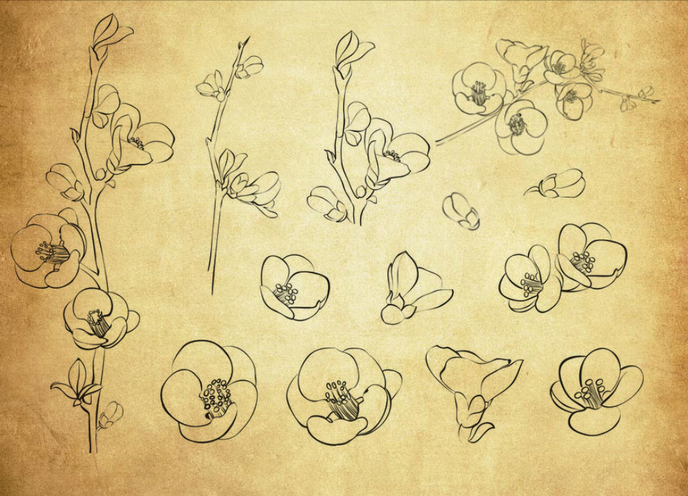 精选手绘樱花和桃花PS笔刷 - 高品质手绘樱花和桃花资源，提升设计优质度-25虚拟网