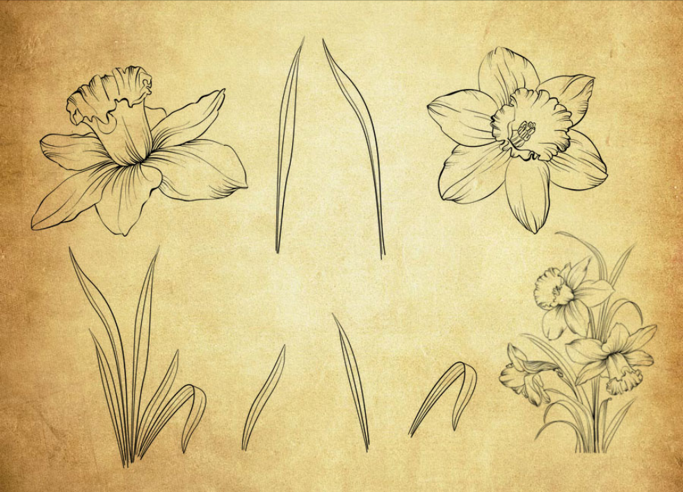 专业手绘线描叶子和花朵PS笔刷 - 涵盖高品质手绘线描叶子和花朵样式，兼容Photoshop全版本-25虚拟网