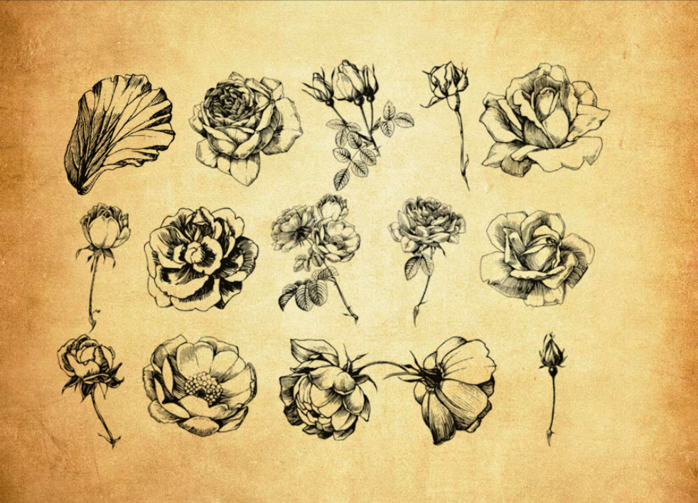 优质手绘线描花朵PS笔刷下载 - 提升手绘线描花朵设计效率,新手也能轻松上手-25虚拟网