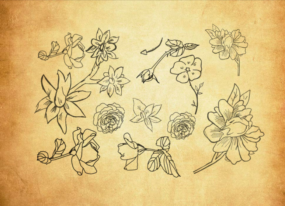 精选手绘线描花朵和花枝PS笔刷下载 - 提升手绘线描花朵和花枝设计效率，新手也能轻松上手-25虚拟网
