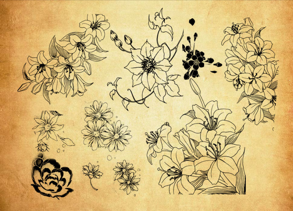 手绘线描鲜花和花朵PS笔刷资源 - 精选手绘线描鲜花和花朵元素，适用于手绘类设计-25虚拟网