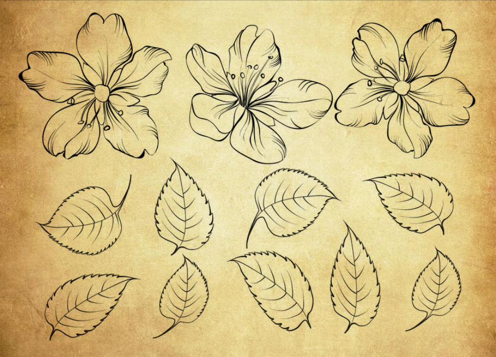 手绘花朵和叶子PS笔刷 - 多功能手绘花朵和叶子素材，适用于各类设计项目-25虚拟网