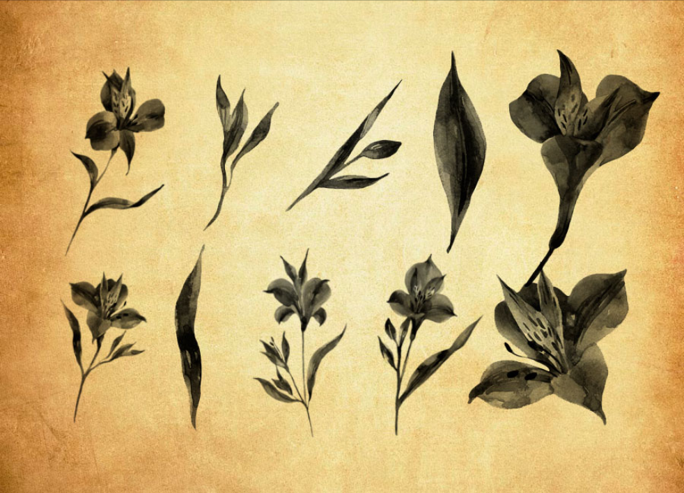 专业手绘花朵和花卉PS笔刷 - 包含高品质手绘花朵和花卉样式，兼容Photoshop全版本-25虚拟网