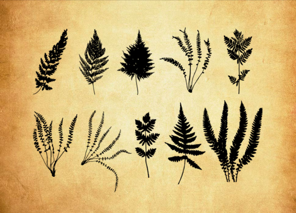 高清晰海鱼等鱼类PS笔刷资源 - 精选高清晰海鱼等鱼类元素，适配动物类设计-25虚拟网