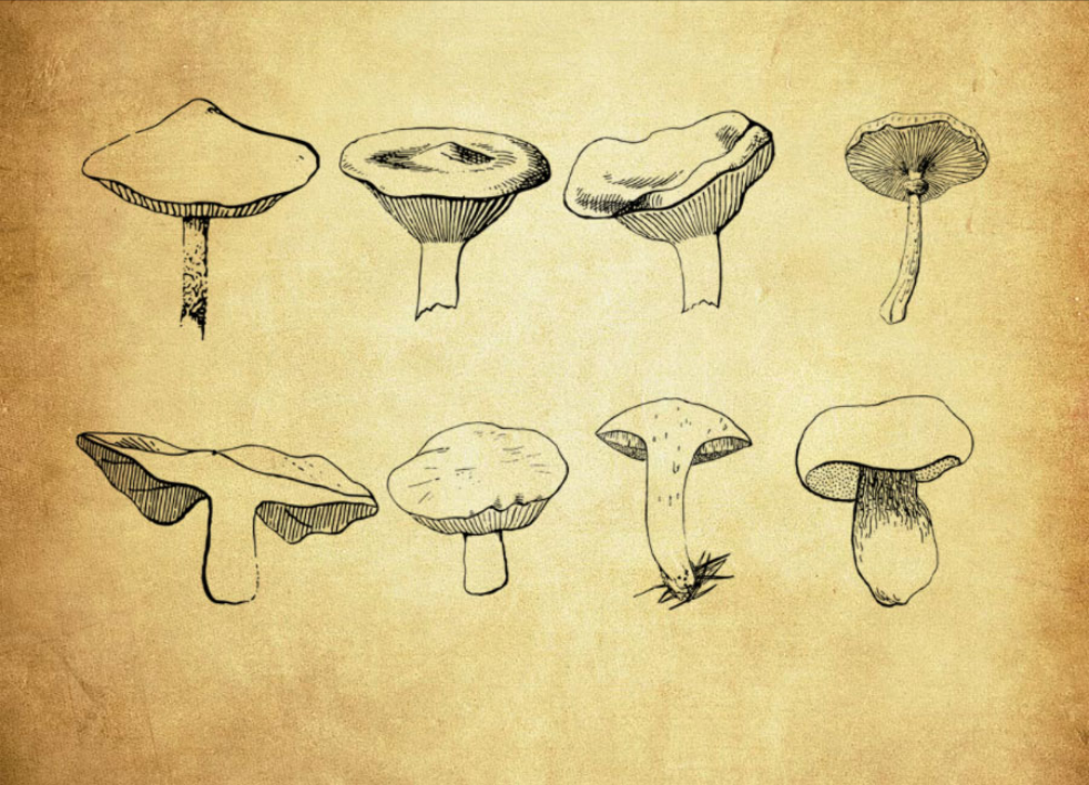 手绘蘑菇PS笔刷 - 多功能手绘蘑菇素材,适用于各类设计项目-25虚拟网