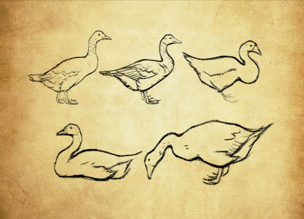 手绘鸭子PS笔刷 - 高效手绘鸭子设计工具,节省80%手动绘制时间-25虚拟网