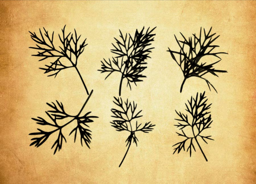 松树和松树叶子PS笔刷 - 专业松树和松树叶子设计素材,适合Photoshop各类创作场景-25虚拟网