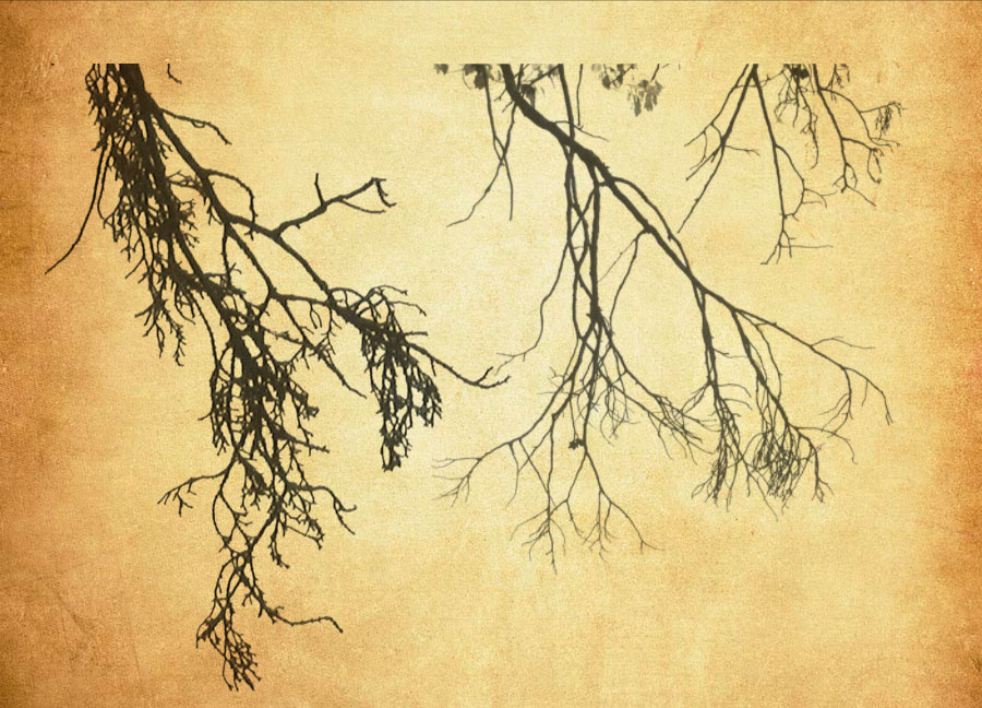 枯树和树枝PS笔刷 - 多功能枯树和树枝素材，适用于各类设计项目-25虚拟网