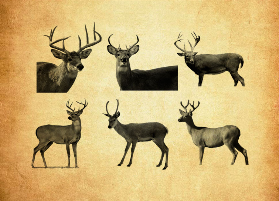 梅花鹿PS笔刷 - 多功能梅花鹿素材，适用于各类设计项目-25虚拟网